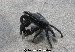 This little guy was just sitting along the beach in Hilo,... by Juliana Mcnulty 